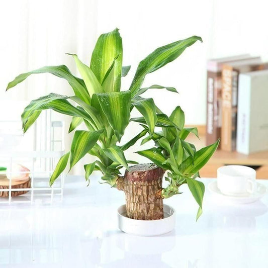 New Brazilian Lucky Wood, Mini Home Plant Decorations