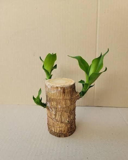 New Brazilian Lucky Wood, Mini Home Plant Decorations